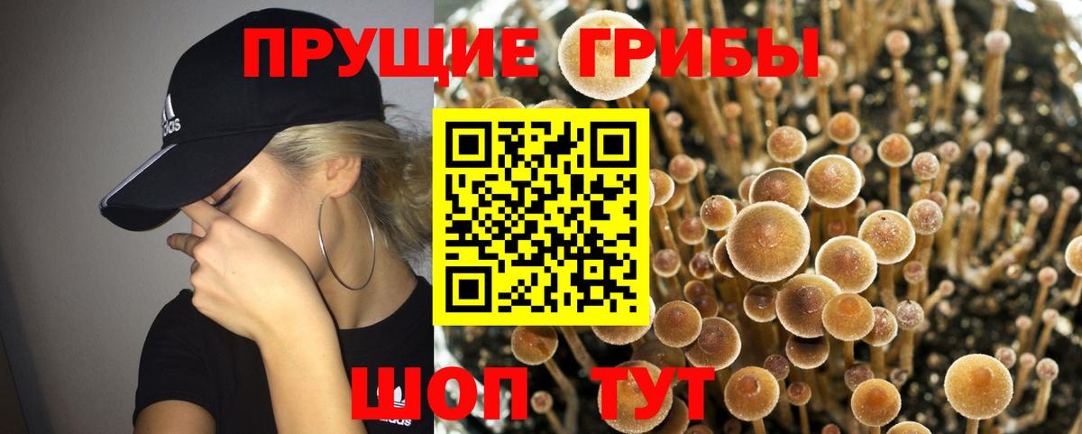 Ахтубинск  Псилоцибиновые грибы Psilocybine cubensis  Вход с VPN 